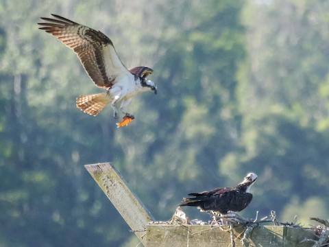Osprey (carolinensis) - Roger Horn