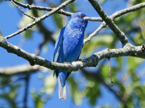 Indigo Bunting - Roger Horn