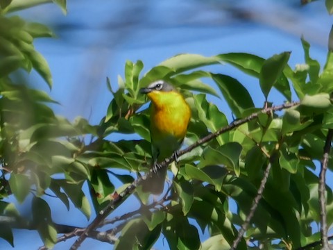 Yellow-breasted Chat - Roger Horn