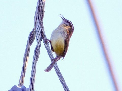 Carolina Wren (Northern) - Roger Horn