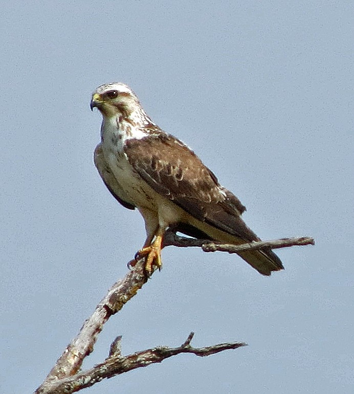 Ebird Checklist Jun Mark Dewitt Place N Boundary Species