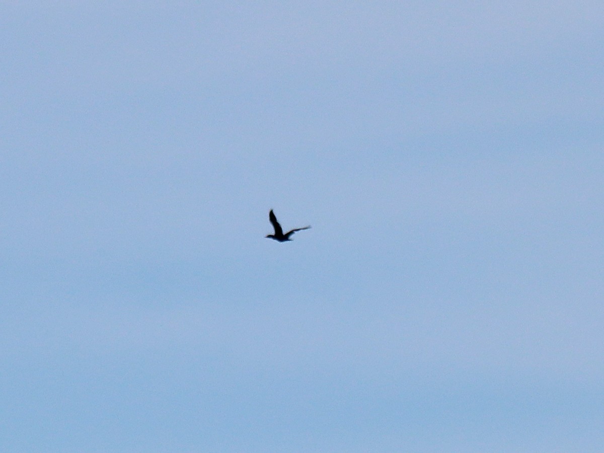 eBird Checklist - 8 Jun 2024 - Toledo Main Library - 13 species