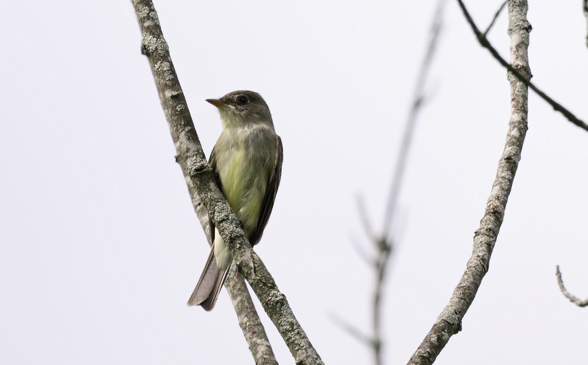 eBird Checklist - 8 Jun 2024 - Springbrook Prairie Forest Preserve - 24 ...