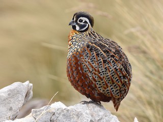  - Ocellated Quail