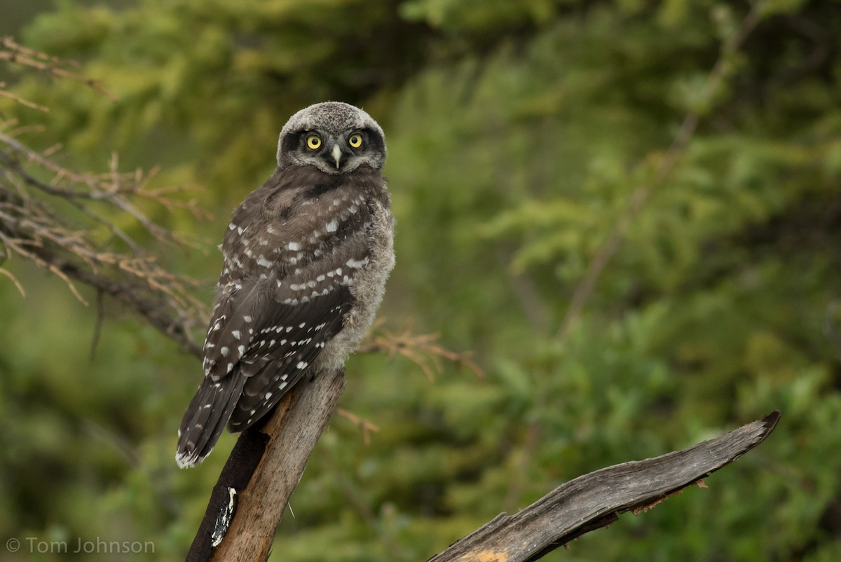 Northern Hawk Owl - Tom Johnson
