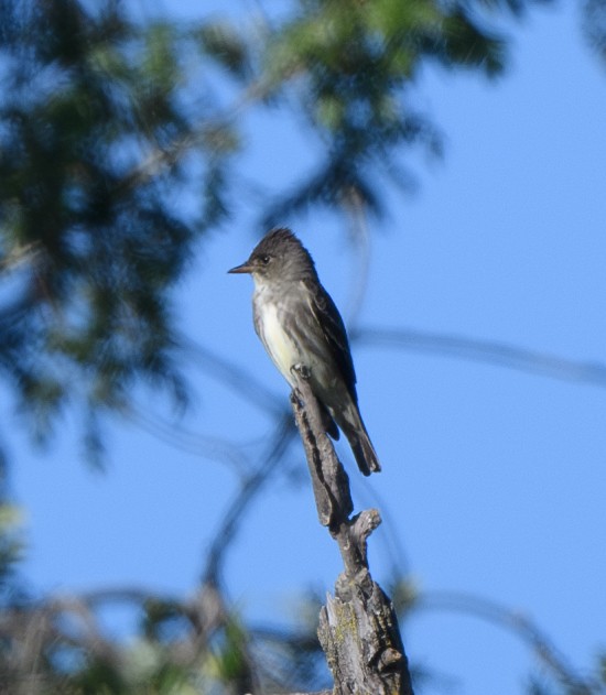 eBird Checklist - 7 Jun 2024 - Fremont Weir Wildlife Area - 54 species