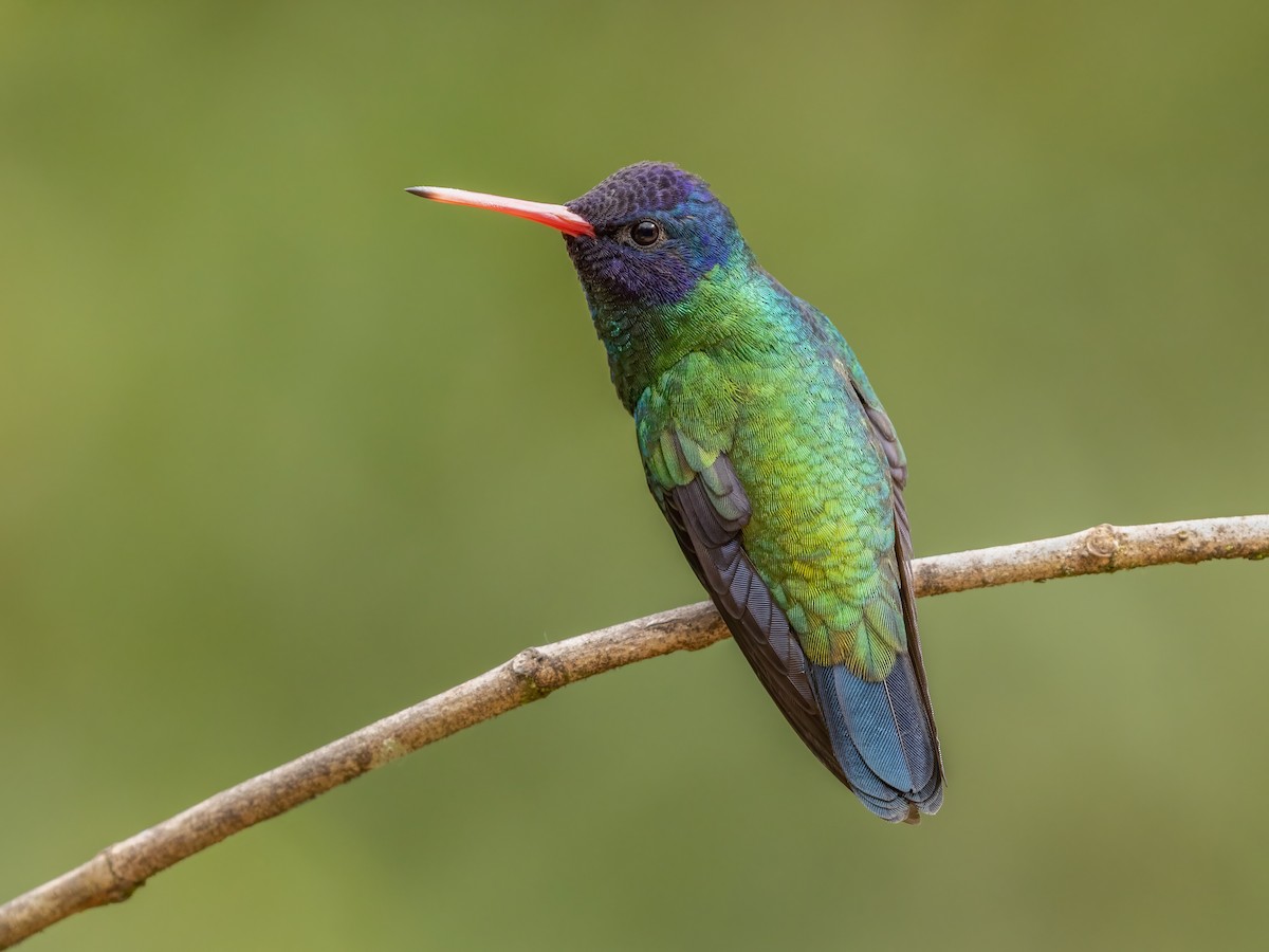 Blue-headed Sapphire - Chrysuronia grayi - Birds of the World