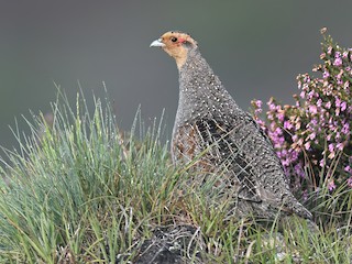  - Gray Partridge