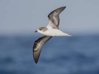  - Zino's Petrel