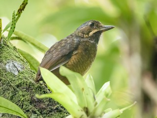  - Tachira Antpitta