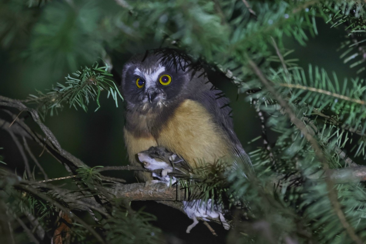 eBird Checklist - 7 Jun 2024 - 3658 Gates Rd, Central Okanagan CA-BC ...