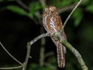  - Starry Owlet-nightjar