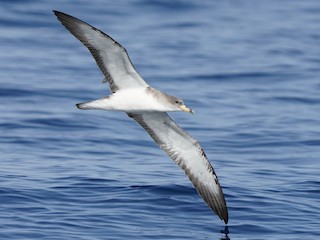  - Cory's Shearwater (Scopoli's)