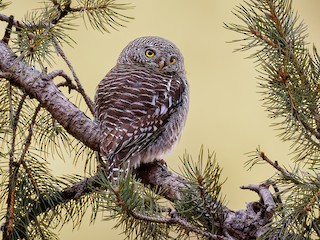  - Asian Barred Owlet