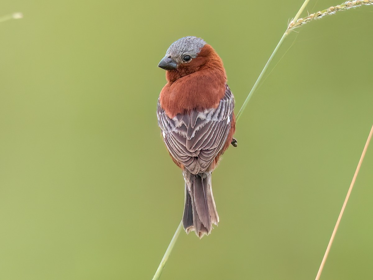 Chestnut Seedeater - Sporophila cinnamomea - Birds of the World