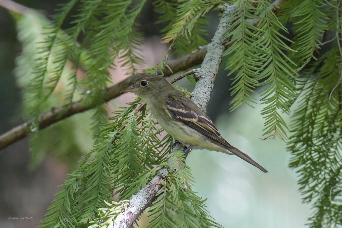 eBird Checklist 10 Oct 2023 Mead Botanical Gardens 53 species (+1