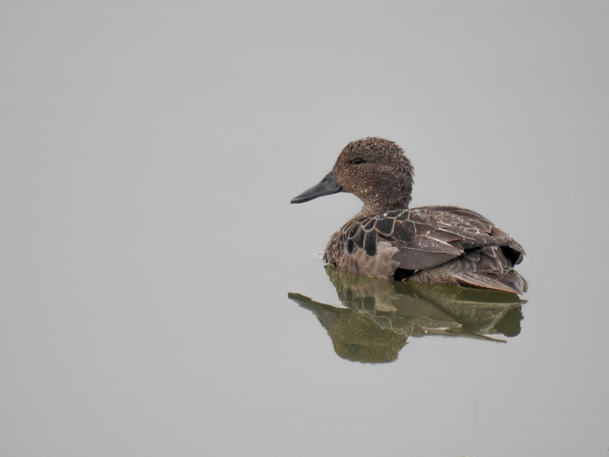 Andean Teal - Diego Emerson Torres