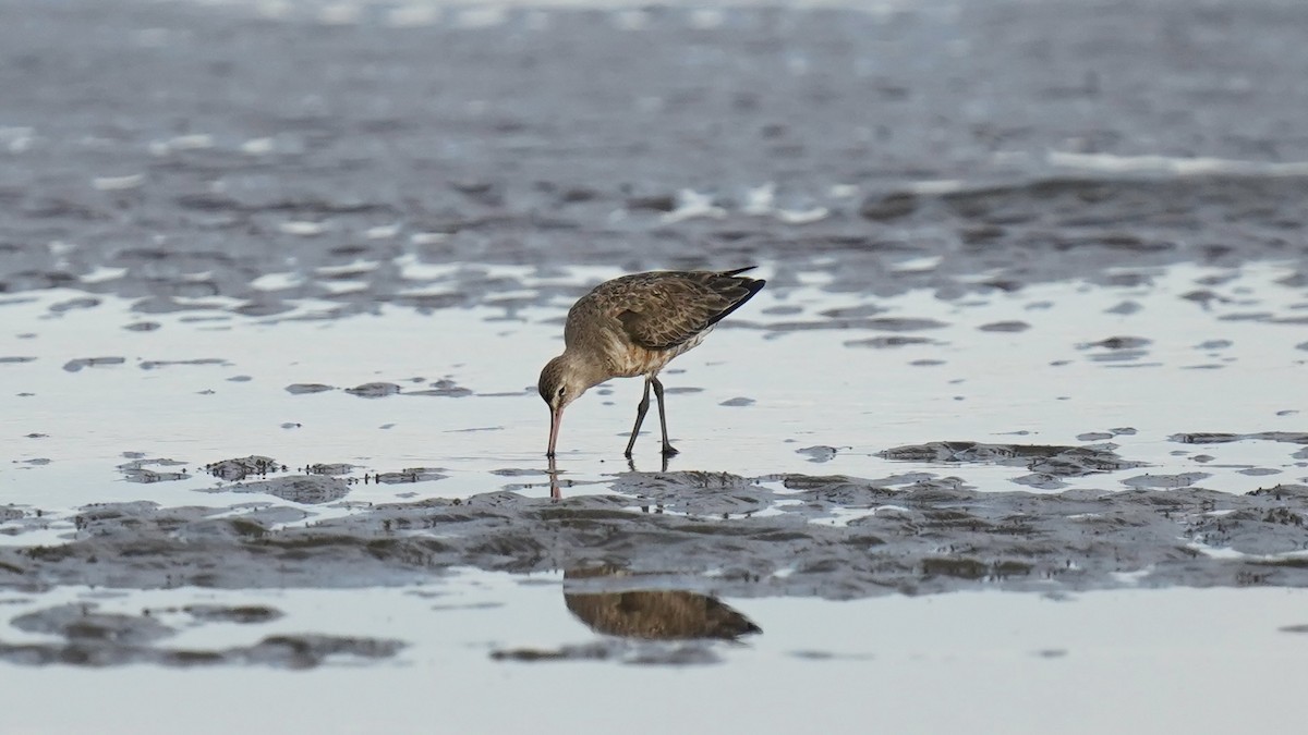 eBird Checklist 9 Jun 2024 Flinders Pde, Brighton 11 species