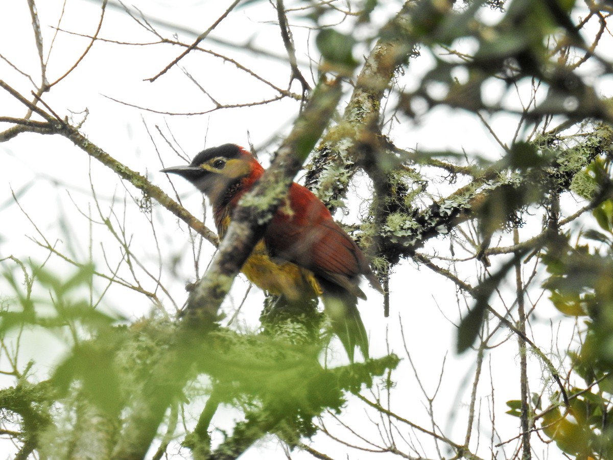 Crimson-mantled Woodpecker - ML62020741