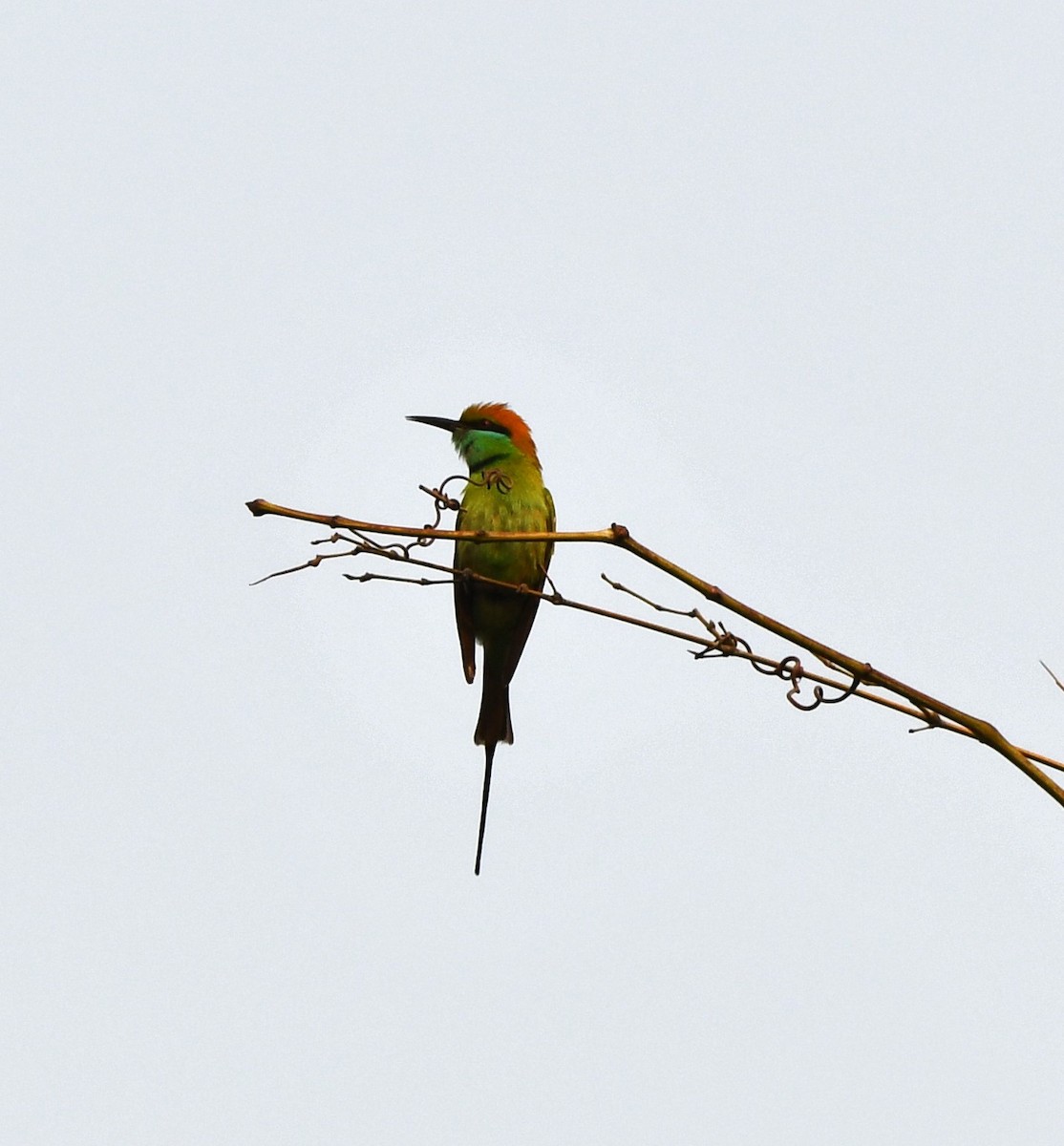 eBird Checklist - 18 Feb 2023 - IIT Guwahati - 44 species