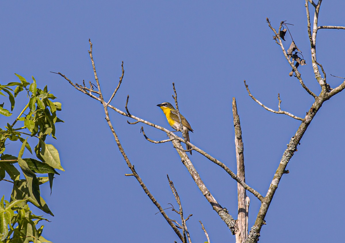 eBird Checklist - 8 Jun 2024 - White Oak River Impoundment- Butler Road ...