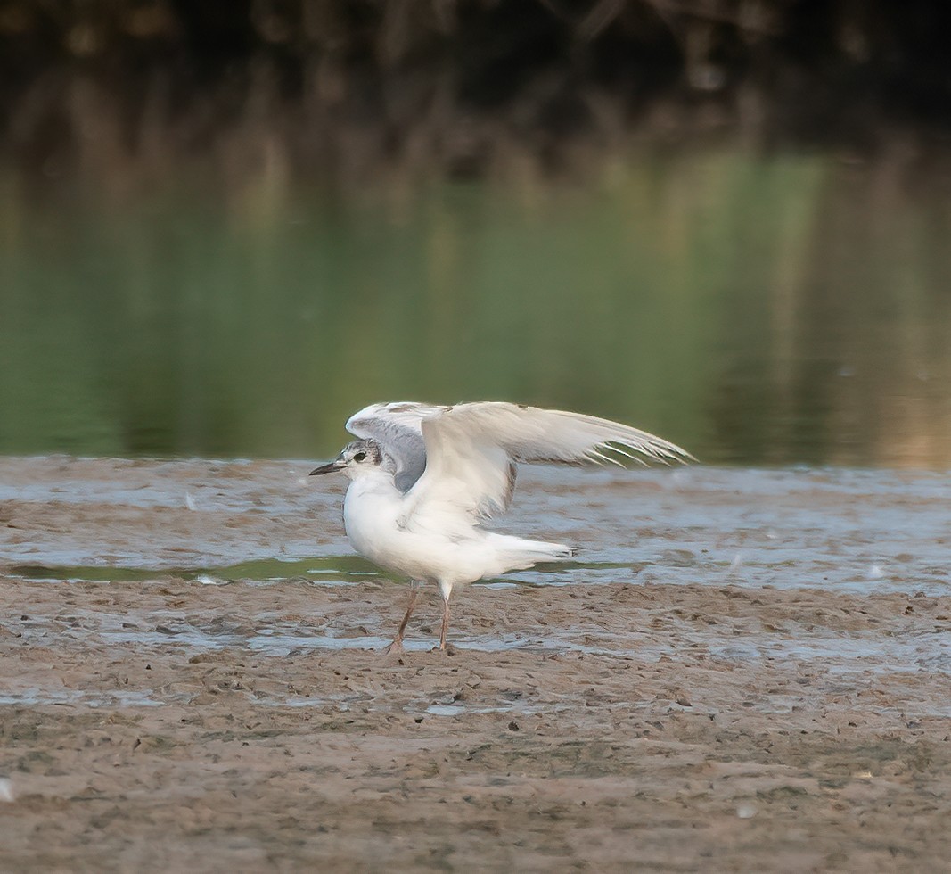 eBird Checklist - 9 Jun 2024 - Riparian Preserve at Gilbert Water Ranch ...