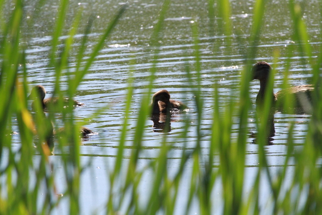 eBird Checklist - 31 May 2024 - Essex Woods - 41 species