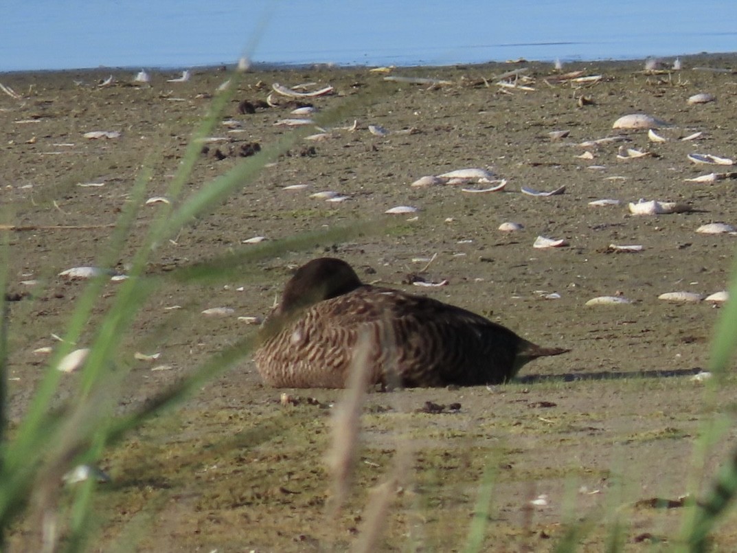 Ebird Checklist - 9 Jun 2024 - Jamaica Bay Wildlife Refuge--terrapin 