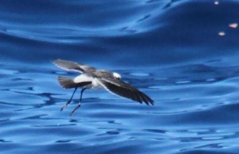 White-faced Storm-Petrel - ML62024441
