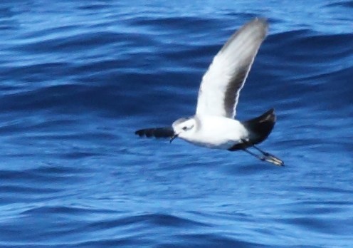White-faced Storm-Petrel - ML62024451