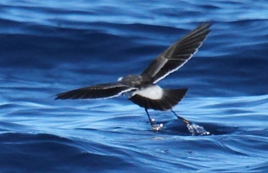 White-faced Storm-Petrel - ML62024461