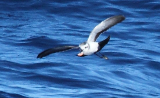 White-faced Storm-Petrel - ML62024471