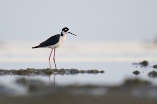 Black-necked Stilt