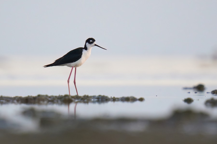 Black-necked Stilt
