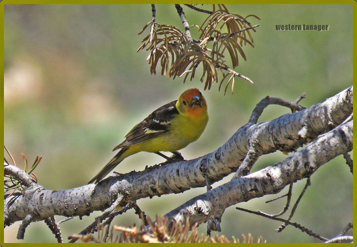 Western Tanager - ML62025241