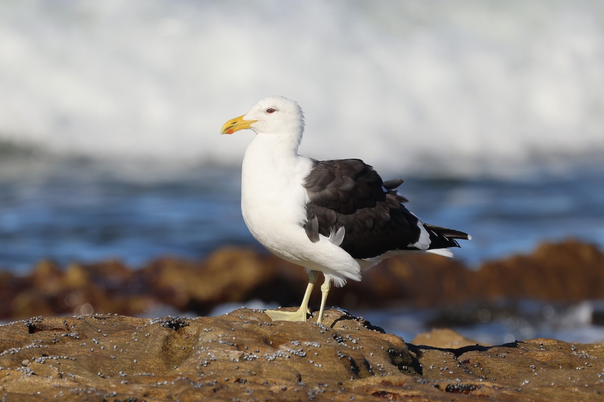 ebird-checklist-10-jun-2024-boat-harbour-kurnell-15-species