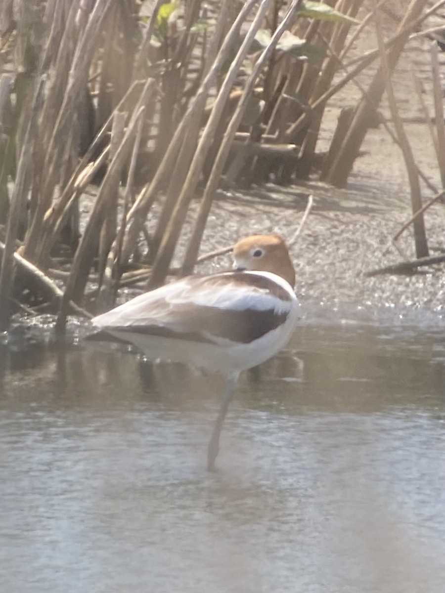 EBird Checklist - 9 Jun 2024 - Edwin B. Forsythe NWR--Wildlife Drive (8 ...