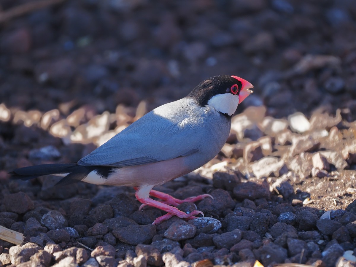 eBird Checklist 8 Feb 2024 HA,Honolulu Cruise Ship Dock 7 species