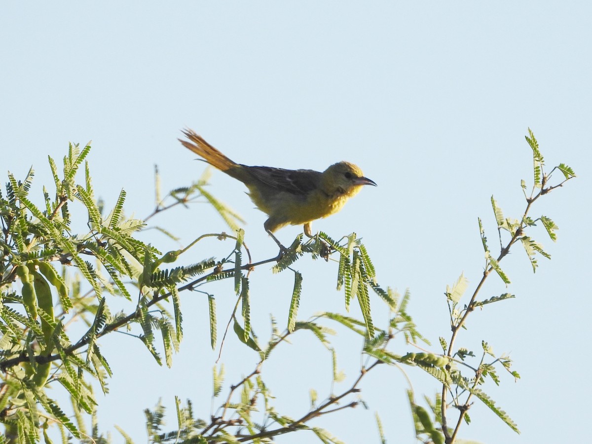 eBird Checklist - 10 Jun 2024 - Griffin Riley home - 26 species