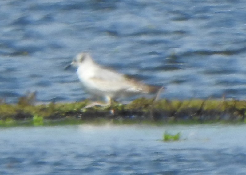 eBird Checklist - 10 Jun 2024 - Smith and Bybee Lakes Wetlands Natural ...