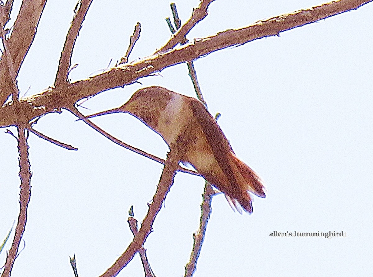 Allen's Hummingbird - ML62026901