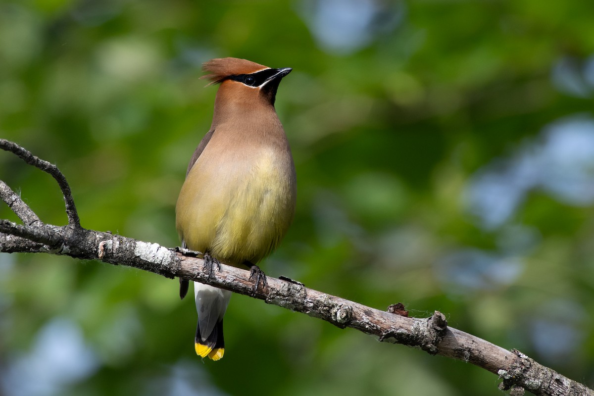 Cedar Waxwing at Cheam Lake Wetlands Regional Park by Chris McDonald