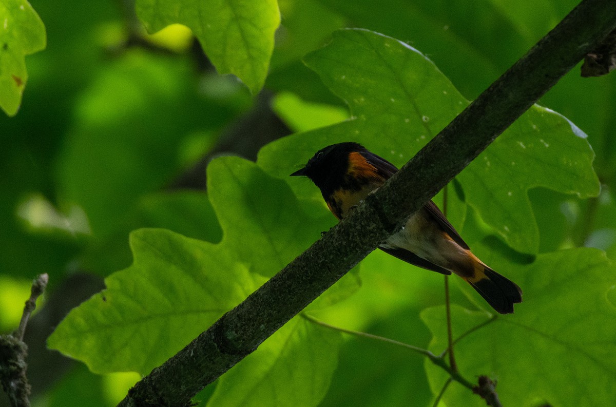 American Redstart at Cheam Lake Wetlands Regional Park by Chris McDonald