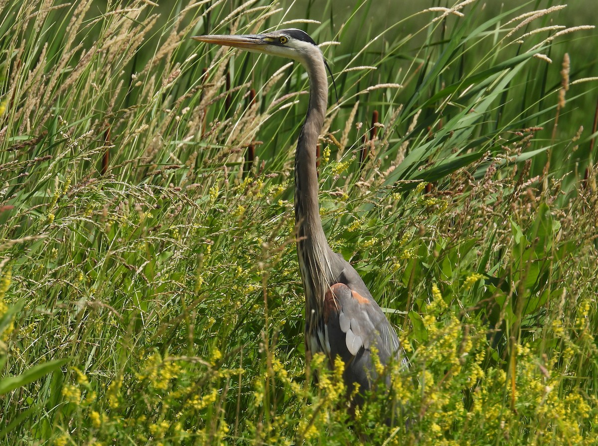 eBird Checklist - 9 Jun 2024 - Ottawa NWR--Wildlife Drive (Ottawa Co ...