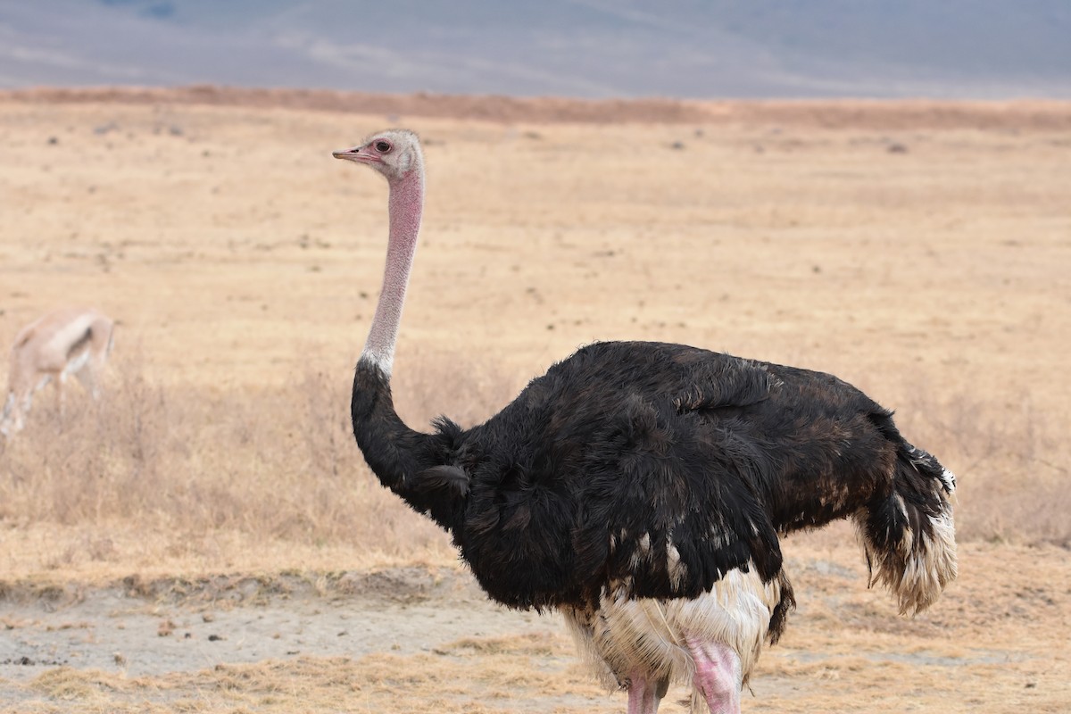 Common Ostrich - Rick Zapf