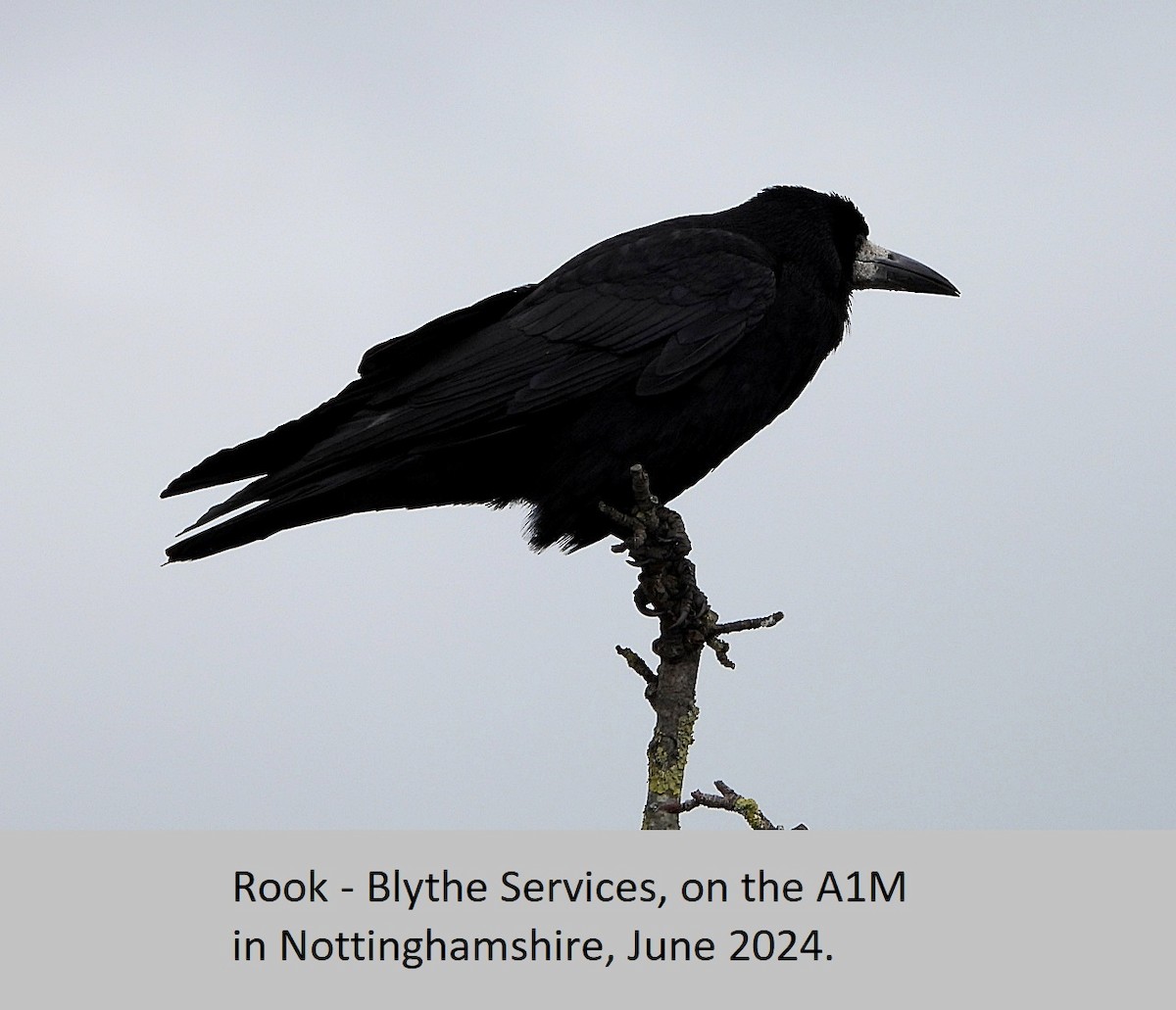 eBird Checklist - 1 Jun 2024 - Blyth Services, A1M, Nottinghamshire, UK ...