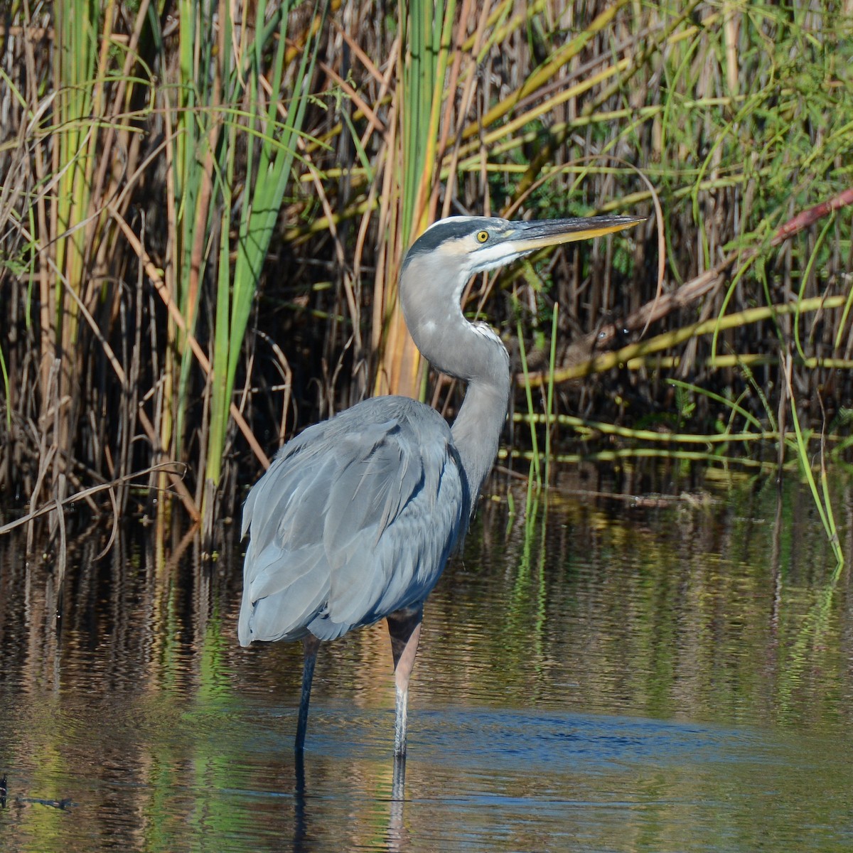 Great Blue Heron - Keith McCullough