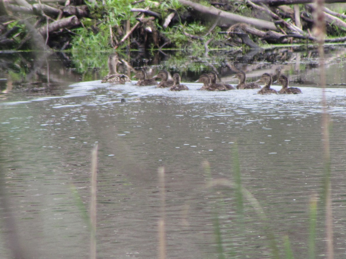 eBird Checklist 11 Jun 2024 Danby Pond Danby (56 acres) 30 species