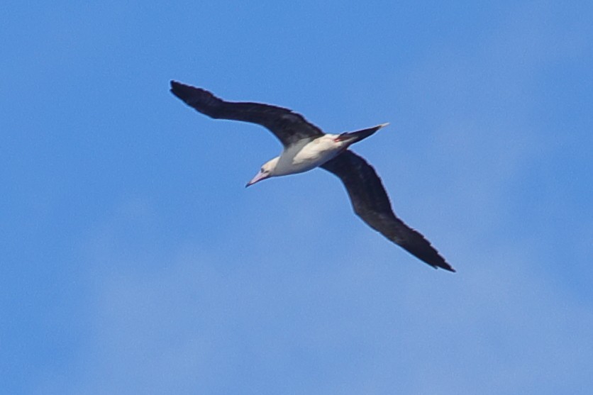 eBird Checklist 13 Feb 2024 Pacific Ocean 1504 mi. west of Honolulu