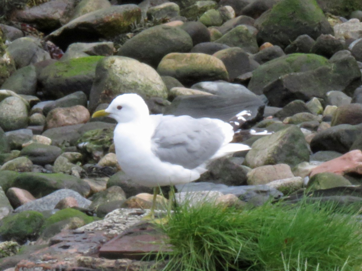 eBird Checklist - 4 Jun 2024 - Rosslinnhe, Highland GB-Scotland - 13 ...